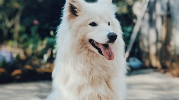 Samoyed (dog) smile