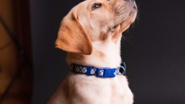 a dog with a collar