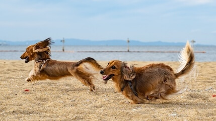 dog chase dog on the beach