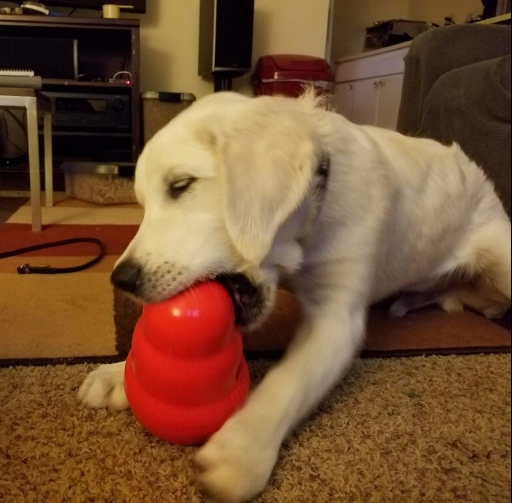 kong puzzle, dog food toy