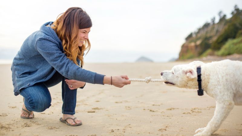 how to play tug of war with dog safely?