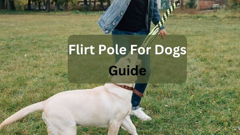 How to Use a Flirt Pole for Dogs-Guide
