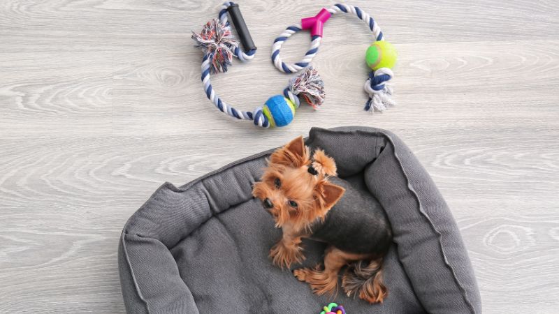 brain excersize toys for dog