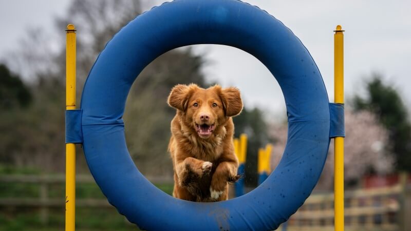dog jumping through hoops