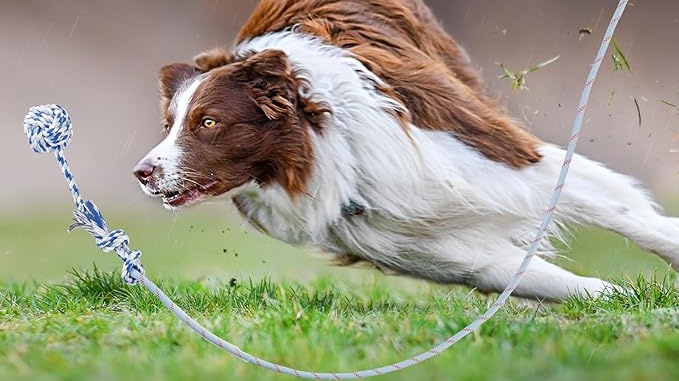 a dog is chasing a rope ball