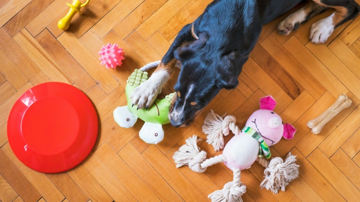 dog and toys